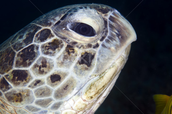 Verde broască ţestoasă mare scuba marin Imagine de stoc © stephankerkhofs