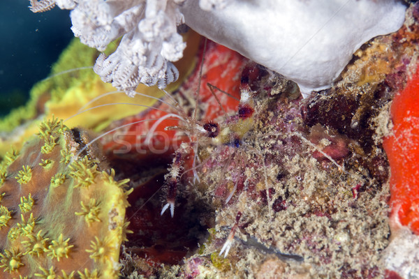 Boxer shrimp (stenopus hispidus) in the Red Sea. Stock photo © stephankerkhofs