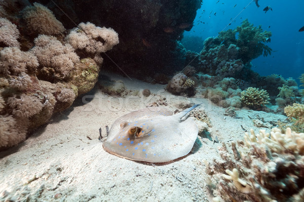 Bluespotted stingray in the Red Sea. Stock photo © stephankerkhofs