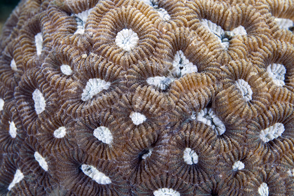 Pormenor coral mar vermelho água peixe azul Foto stock © stephankerkhofs