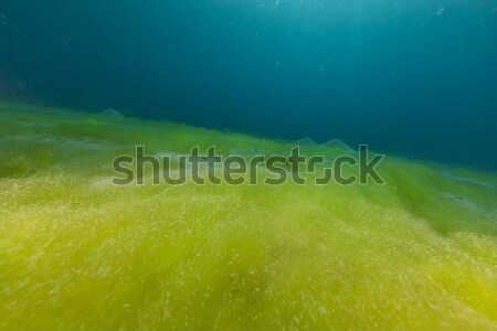 Blue ocean, sandy bottom and algae in the Red Sea. Stock photo © stephankerkhofs