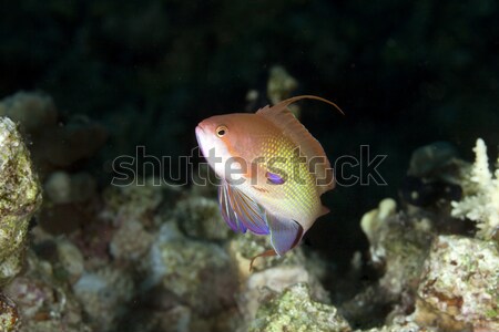 Lyretail anthias in the Red Sea. Stock photo © stephankerkhofs