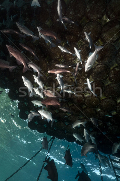 Stock photo: Floating pier and fish in the Red Sea.