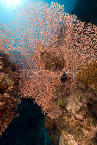 Sea fan in the Red Sea. Stock photo © stephankerkhofs