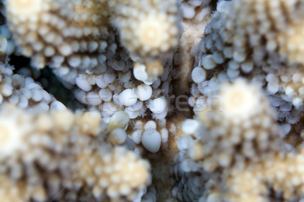 Corallo texture mar rosso acqua pesce blu Foto d'archivio © stephankerkhofs