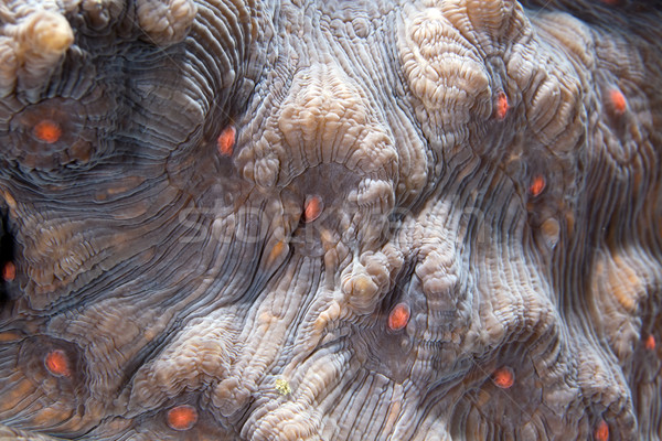 Pormenor coral mar vermelho água peixe azul Foto stock © stephankerkhofs