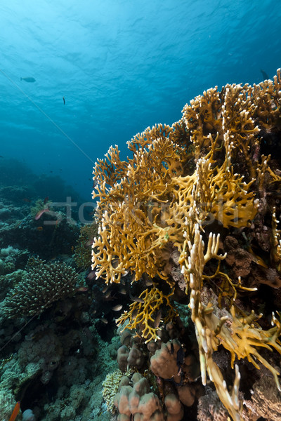 Tropical reef in the Red Sea. Stock photo © stephankerkhofs