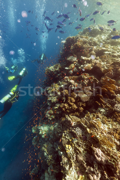 Divers, jellyish and tropical reef in the Red Sea. Stock photo © stephankerkhofs