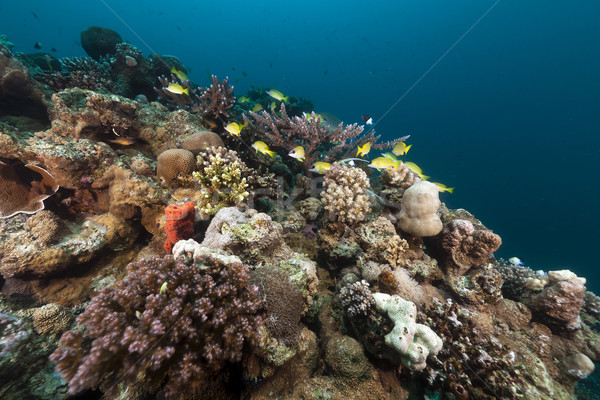 Tropical fish and coral in the Red Sea. Stock photo © stephankerkhofs