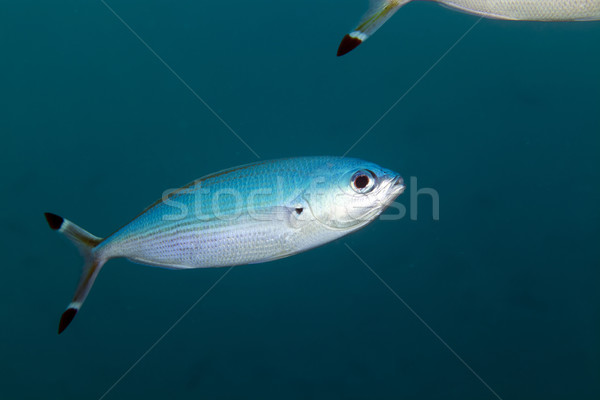 Fusilier (caesio suevica) in the Red Sea. Stock photo © stephankerkhofs