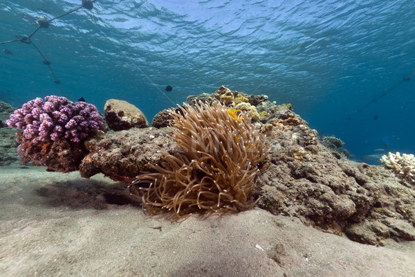 Anemone and tropical reef in the Red Sea. Stock photo © stephankerkhofs