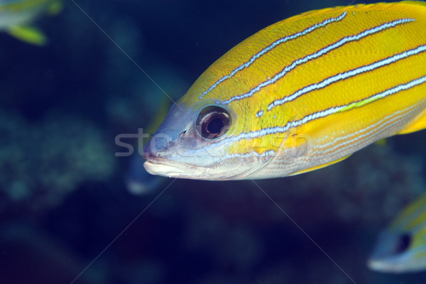 Blue-striped snapper in the Red Sea. Stock photo © stephankerkhofs