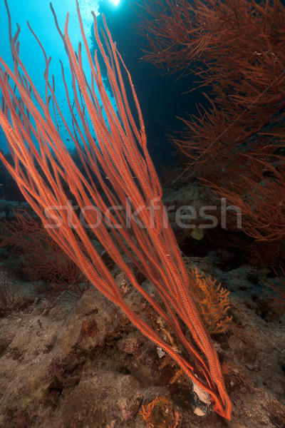 Piros gyülekezet ostor Vörös-tenger hal természet Stock fotó © stephankerkhofs