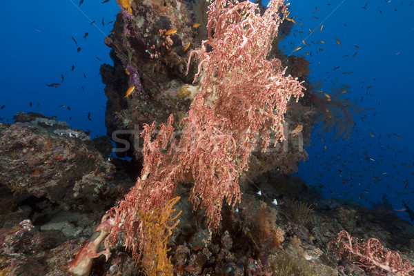 Chironephthya variabilis in the Red Sea. Stock photo © stephankerkhofs