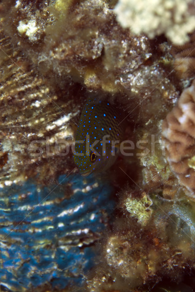 Jewel damselfish in the Red Sea. Stock photo © stephankerkhofs