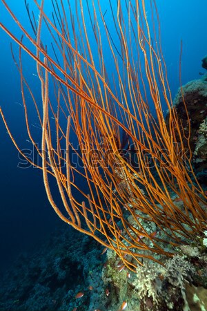 Piros gyülekezet ostor Vörös-tenger hal tájkép Stock fotó © stephankerkhofs