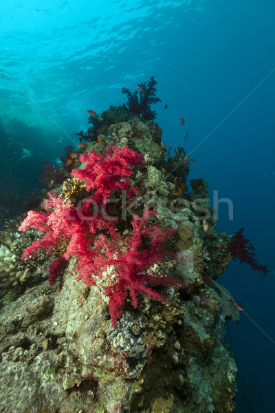 Tropical mar vermelho peixe natureza paisagem mar Foto stock © stephankerkhofs