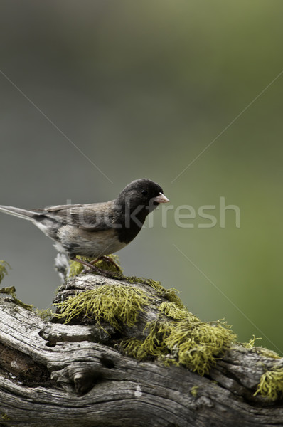 Dunkel Baum Moos Vogel Tier Freien Stock foto © stockfrank