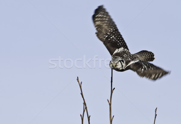 Northern Hawk Owl Stock photo © stockfrank