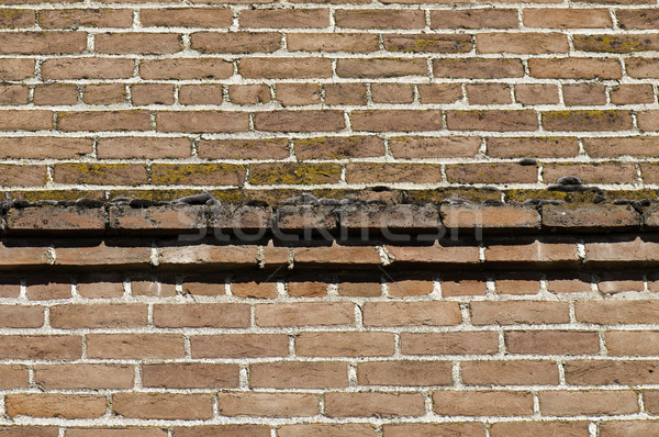 Ziegel Moos Backsteinmauer top zunehmend groß Stock foto © stockfrank