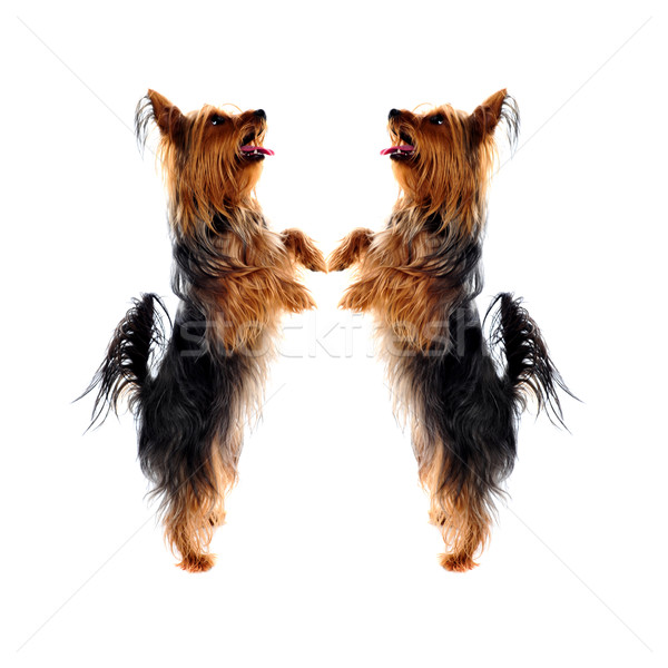 Kettő szerető Yorkshire terrier díszállatok áll Stock fotó © stockyimages