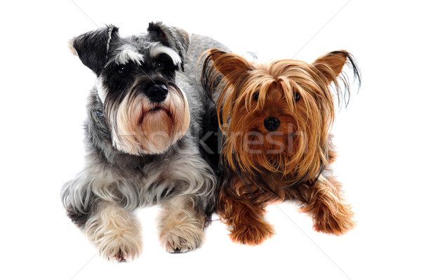 Schnauzer and Yorkshire Terrier lying on floor Stock photo © stockyimages