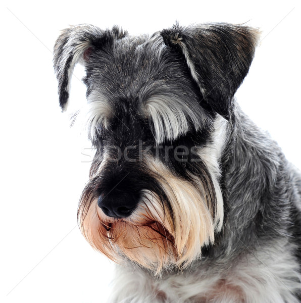 Stock foto: Schwarz · Schnauzer · Hund · Blick · nach · unten · weiß · Hintergrund