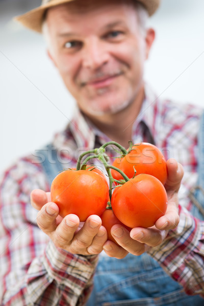 Farmer holding fresh harvested tomatoes Stock photo © stokkete