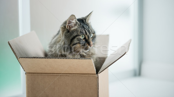 Schönen Katze Karton lange Haare Sitzung Stock foto © stokkete