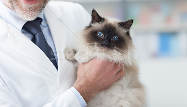 Cat at the veterinary clinic Stock photo © stokkete