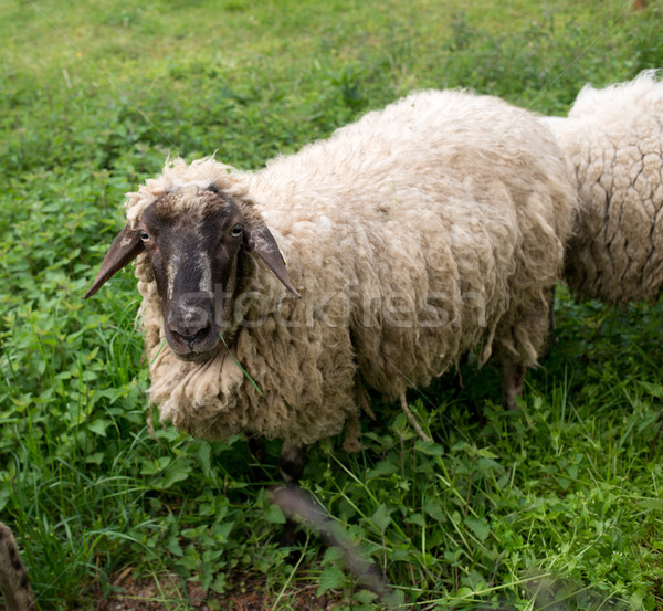 Black-faced sheep Stock photo © stokkete