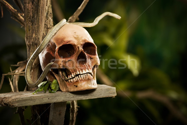 Ostrzeżenie dżungli starych czaszki węża Zdjęcia stock © stokkete