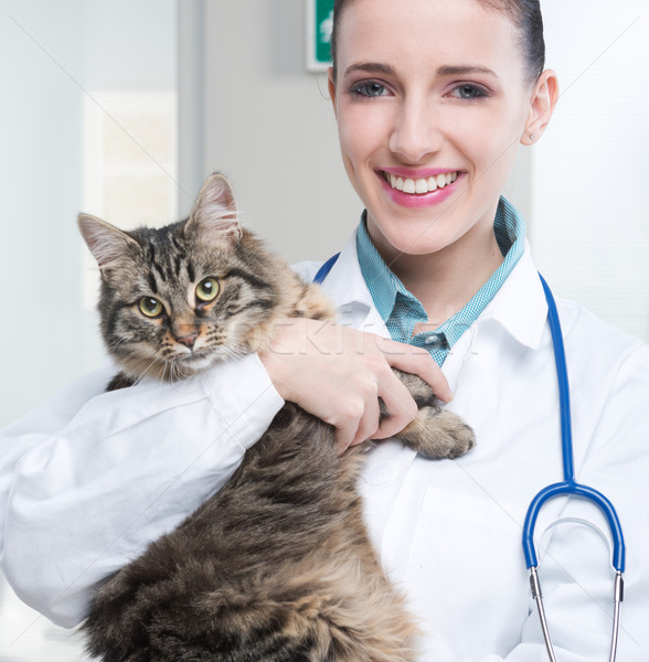 Veterinarian and Cat Stock photo © stokkete