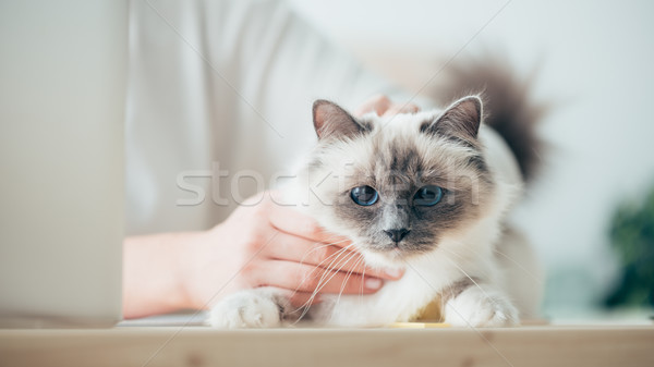 Frau schönen Katze Sitzung Schreibtisch zusammengehörigkeit Stock foto © stokkete