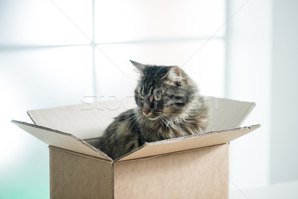Hermosa gato caja de cartón pelo largo sesión ventana Foto stock © stokkete