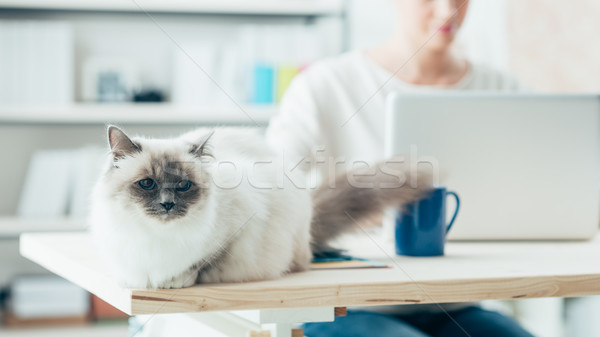 Lovely cat posing on a desk Stock photo © stokkete