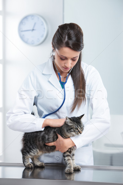 Veterinary caring of a cute cat Stock photo © stokkete