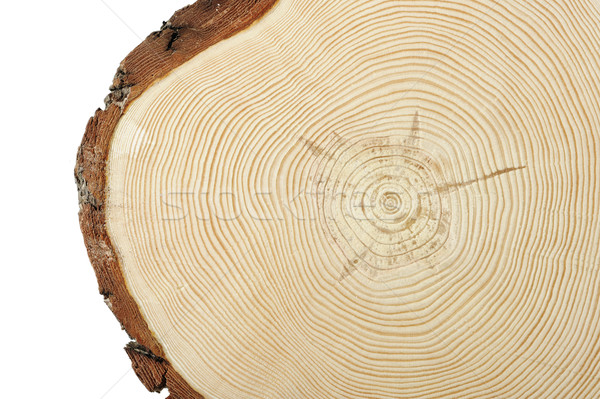 Fa keresztmetszet körkörös vonalak mutat növekedés Stock fotó © stokkete