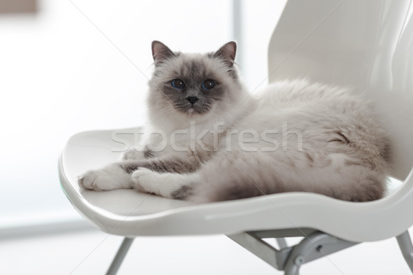 Lovely cat relaxing on the chair Stock photo © stokkete