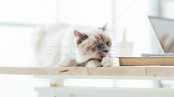 貓 桌面 爪子 寵物 家 計算機 商業照片 © stokkete