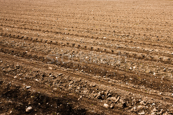 Freshly ploughed field Stock photo © stokkete
