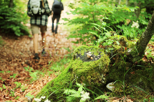 északi sétál fiatal pér ösvény erdő férfi Stock fotó © stokkete