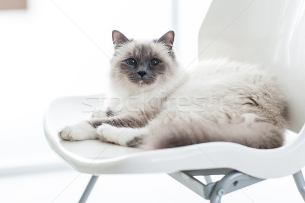 Lovely cat relaxing on the chair Stock photo © stokkete