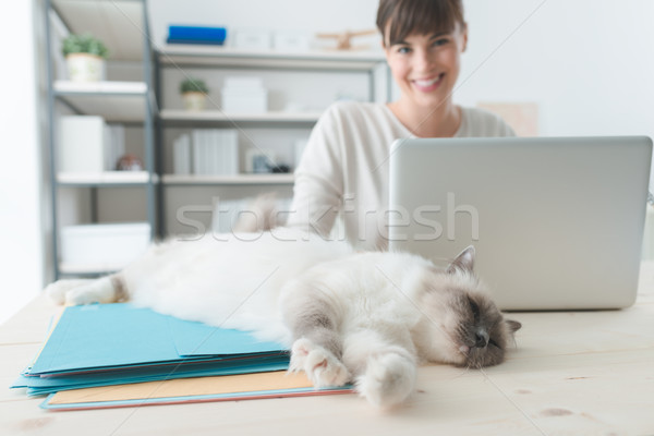 [[stock_photo]]: Chat · couché · bureau · dormir · bureau · fichiers