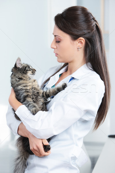 Veterinarian with a cat Stock photo © stokkete