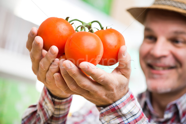 Agriculteur fraîches tomates souriant mains [[stock_photo]] © stokkete