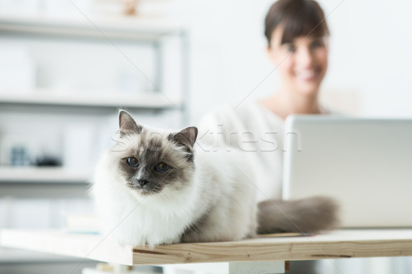 Katze posiert Schreibtisch weichen Desktop Frau Stock foto © stokkete