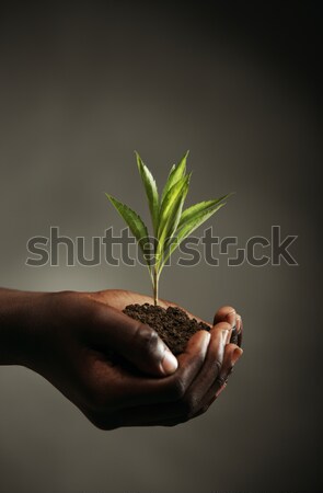 Nuova vita african ragazzo piantina mani Foto d'archivio © stokkete