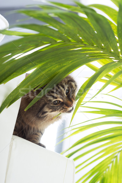 Mooie kat plant eten groene bladeren woonkamer Stockfoto © stokkete