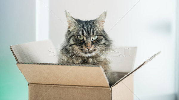 Stock photo: Beautiful cat in a cardboard box